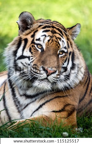 Siberian Tiger Head and Shoulders Portrait/Tiger Close Up