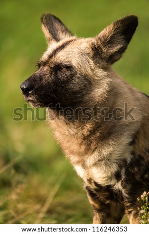 african wild dog close up/African Wild Dog