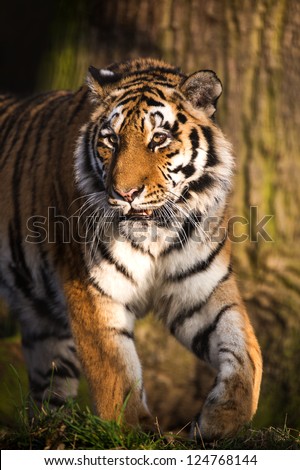 siberian tiger prowling in front of a tree trunk/Tiger