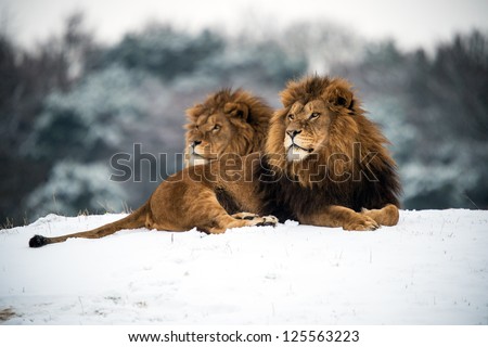 male lions against a background of snow/Lions