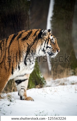 siberian tiger walking through the snow/Siberian Tiger
