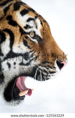 siberian tiger close up with mouth open against a white background/Siberian Tiger Close Up