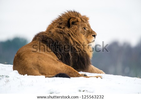 male lion against a background of snow/Lion
