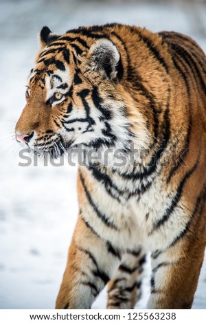 siberian tiger walking toward the viewer against a background of snow/Siberian Tiger