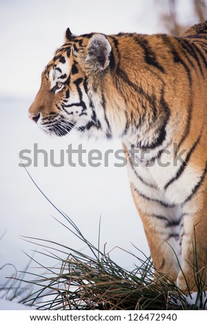 siberian tiger against a background of snow/Siberian Tiger