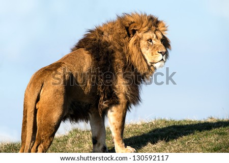 male lion stood on the crest of a grassy hill against a background of blue sky/Lion