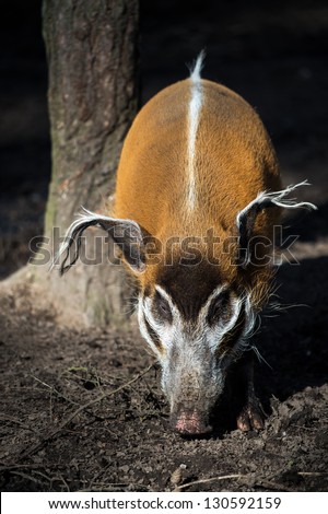 female red river hog next to the base of a tree trunk/Red River Hog