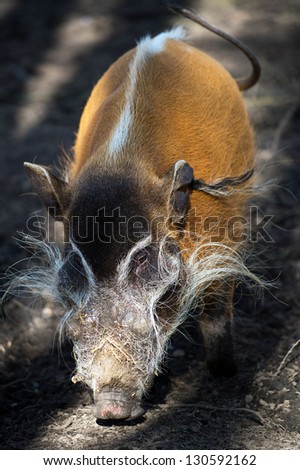 male red river hog in bands of shadow and light/Red River Hog