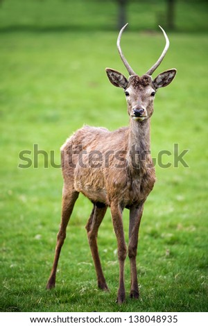 Red deer against a background of grass/Red Deer