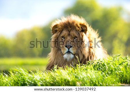 backlit lion laid in vibrant green grass/Lion