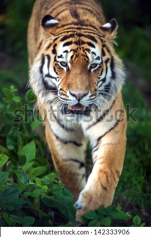 Siberian tiger stalking through undergrowth/Siberian Tiger/Siberian tiger stalking through undergrowth