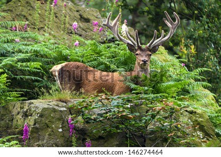 Red Male Deer on a Rocky Outcrop Deep in the Forest/Red Deer Deep in Forest/ Red Deer Deep in Forest