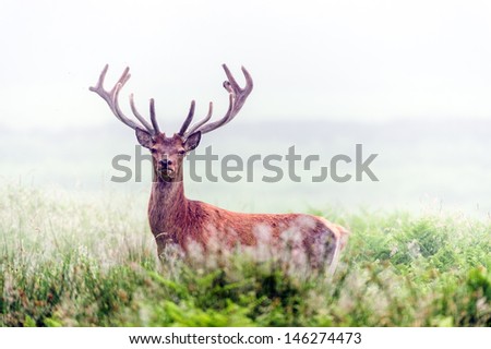 Red Male Deer in Waist High Bracken Wrapped in Morning Mist/Red Deer in Morning Mist/ Red Deer in Morning Mist
