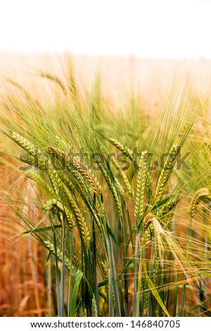 Green and gold barley on a clear summer\'s day/Green & Gold Barley/Green and gold barley on a clear summer\'s day