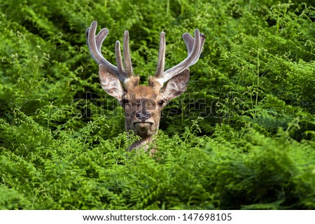 Male Red Deer Deep in Vivid Green Bracken/Red Deer in Bracken/Red Deer in Bracken