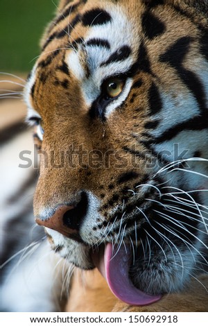Close up of male siberian tiger licking paw/Siberian Tiger Close Up/Siberian Tiger Close Up