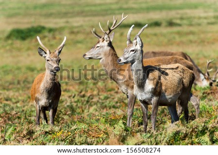 Herd of female red deer against a blurred background bracken and yellow grass/Red Deer Herd/Female Red Deer Herd