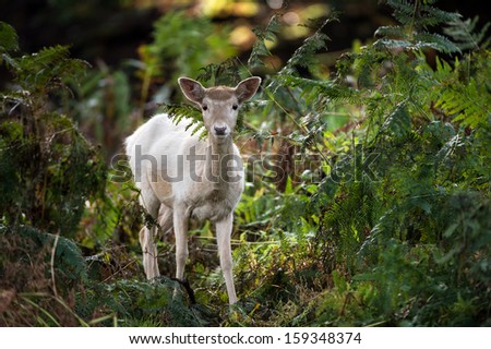 Pure white Fallow Deer deep in the forest/White Fallow Deer/White Fallow Deer