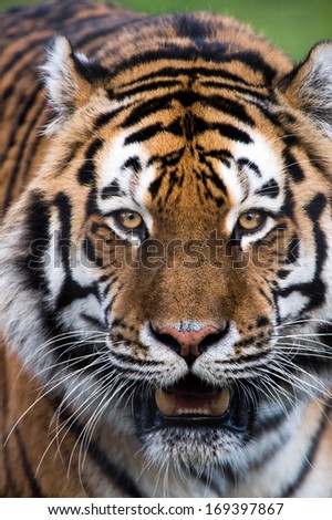 Siberian Tiger face close up portrait/Siberian Tiger/Siberian Tiger