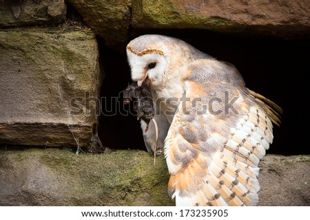 Barn Owl eating prey on a pitted stone ledge/Barn Owl/Barn Owl