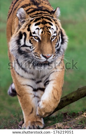 Siberian Tiger walking toward viewer/Siberian Tiger/Siberian Tiger