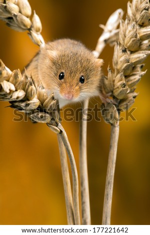 Field Mouse in ears of wheat against a golden background/Field Mouse/Field Mouse