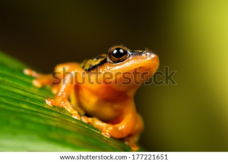 Golden Sedge Frog sat on large green leaf/Golden Sedge Frog/ Golden Sedge Frog