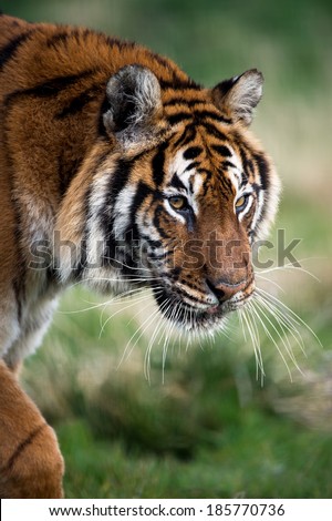 Close up of female Bengal Tiger face, head and forelimbs/Bengal Tiger/Bengal Tiger