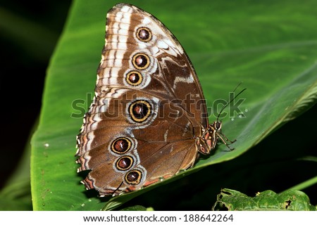 Blue Morpho Butterfly on large green leaf/Butterfly/Blue Morpho Butterfly