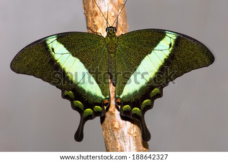 Emerald Swallowtail Butterfly against a grey background/Butterfly/Emerald Swallowtail Butterfly