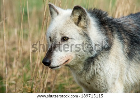 Grey Wolf close up against a background of yellowed grass/Wolf/Grey Wolf