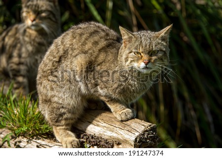 Scottish Wildcat against a background of shadowed foliage/Scottish Wildcat/Scottish Wildcat