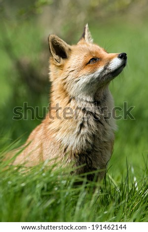 Red Fox in long green grass/Red Fox/Red Fox