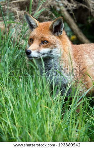 Red Fox in long green grass at the edge of a forest/Red Fox/Red Fox (vulpes vulpes)