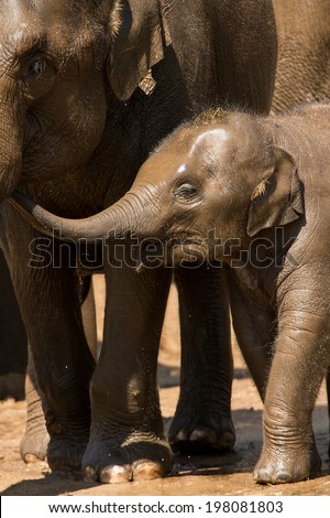 Baby Indian Elephant playing with his mother/Baby Elephant/Indian Elephant (elephas maximus indicus)
