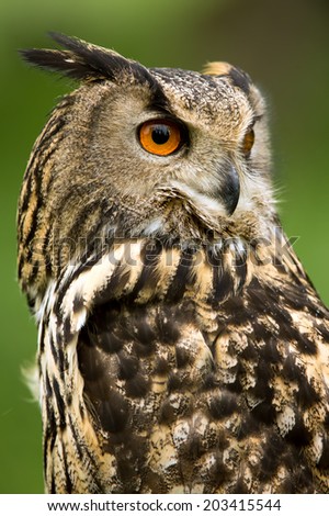 European Eagle Owl close up portrait against a blurred green background/European Eagle Owl/European Eagle Owl (bubo bubo)