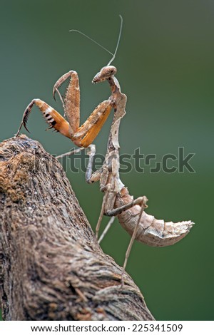 Dead Leaf Praying Mantis against a green background/Praying Mantis/Dead Leaf Praying Mantis (deroplatys dessicata)