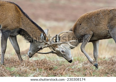 Close up of Two Red Deer Stags in Antler Battle/Red Deer Stag/Red Deer (cervus elaphus)