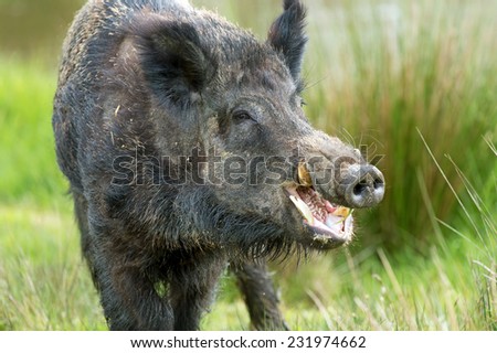 Wild Boar against a background of long dry yellow grass/Wild Boar/Wild Boar (sus scrofa)
