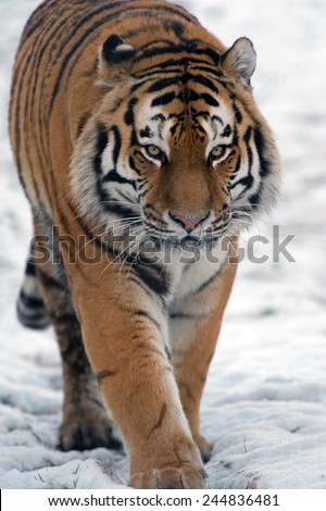 Siberian Tiger walking through snow/Amur Tiger Walking Through Snow/Siberian Tiger (Panthera Tigris Altaica)
