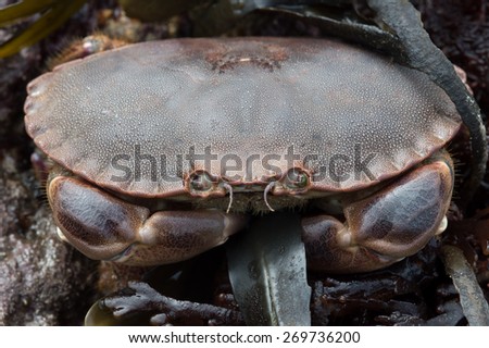 Brown Crab amongst green seaweed/Edible Crab/Brown Crab (Cancer Pagarus)