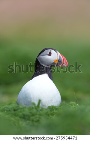 Puffin amongst the ground cover of The Wick on Skomer Island/Puffin/Atlantic Puffin (Alca Arctica)