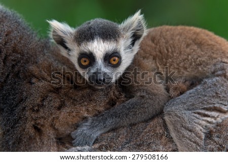 Baby Ring-Tailed Lemur on mother\'s back/Baby Ring-Tailed Lemur/Baby Ring-Tailed Lemur (lemur catta)