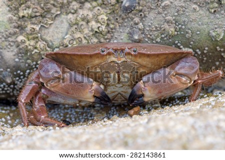 Brown Crab on a barnacle covered rock/Edible Crab/Brown Crab (Cancer Pagarus)