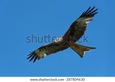 Red Kite flying through clear blue sky/Red Kite/Red Kite (Milvus Milvus)