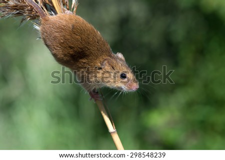 Harvest Mouse clinging to Barley stalk/Mouse/Harvest Mouse (Micromys Minutus)