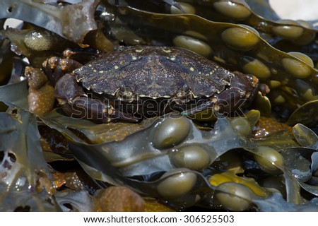 European Green Crab on seaweed and barnacle encrusted rock/Crab/Green Shore Crab (carcinus maenus)