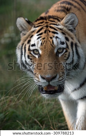 Siberian Tiger against a background of dark grass/Amur Tiger/Siberian Tiger (Panthera Tigris Altaica)