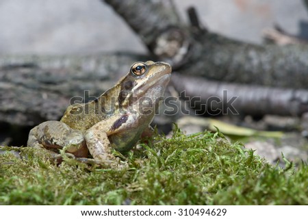 Common Frog on mossy floor against a background of branches/Frog/Frog (Rana Temporaria)