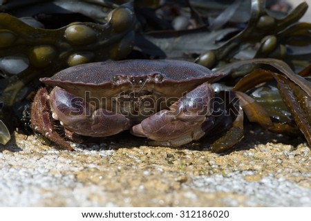 Brown Crab on seaweed covered rock/Edible Crab/Brown Crab (Cancer Pagarus)